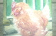 Clucky